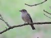 Spotted Flycatcher