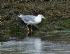 Yellow-legged Gull