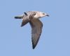 Mediterranean Gull