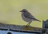 Wheatear