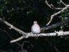 Spotted Flycatcher