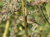 Chiffchaff