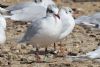 Mediterranean Gull