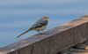 Grey Wagtail