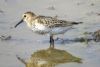 Dunlin