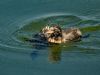 Little Grebe