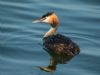 Great Crested Grebe