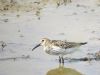 Dunlin