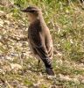 Wheatear