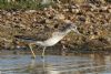 Greenshank