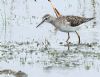 Wood Sandpiper