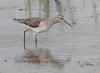 Wood Sandpiper