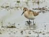 Little Stint