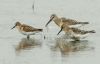 Little Stint