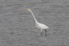 Great White Egret