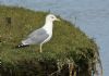 Yellow-legged Gull