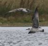 Yellow-legged Gull