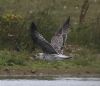 Yellow-legged Gull