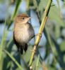 Reed Warbler