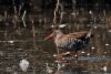 Water Rail