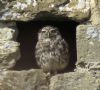 Little Owl