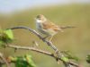 Whitethroat