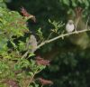 Spotted Flycatcher