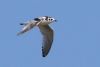 Little Gull