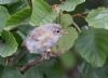 Chiffchaff