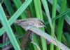 Sedge Warbler