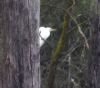 Great White Egret