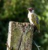 Green Woodpecker