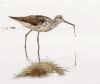 Greenshank