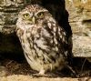 Little Owl