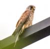 Kestrel