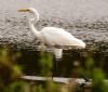 Great White Egret