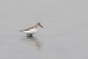 Little Stint