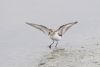 Little Stint