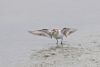 Semipalmated Sandpiper