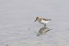 Semipalmated Sandpiper