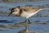 Semipalmated Sandpiper