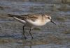 Semipalmated Sandpiper