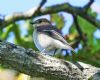 Pied Flycatcher