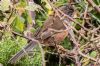 Dartford Warbler