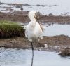 Spoonbill