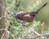 Dartford Warbler