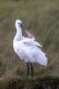 Spoonbill