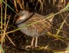 Water Rail