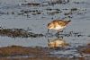 Little Stint