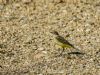 Yellow Wagtail